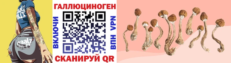 маркетплейс формула  Будённовск  Псилоцибиновые грибы Psilocybine cubensis 